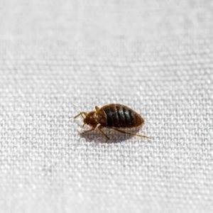 Bed Bug Photo