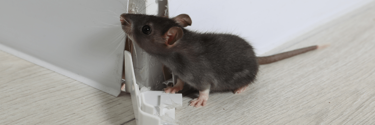 Pest Control & Rabies Image of a Mouse